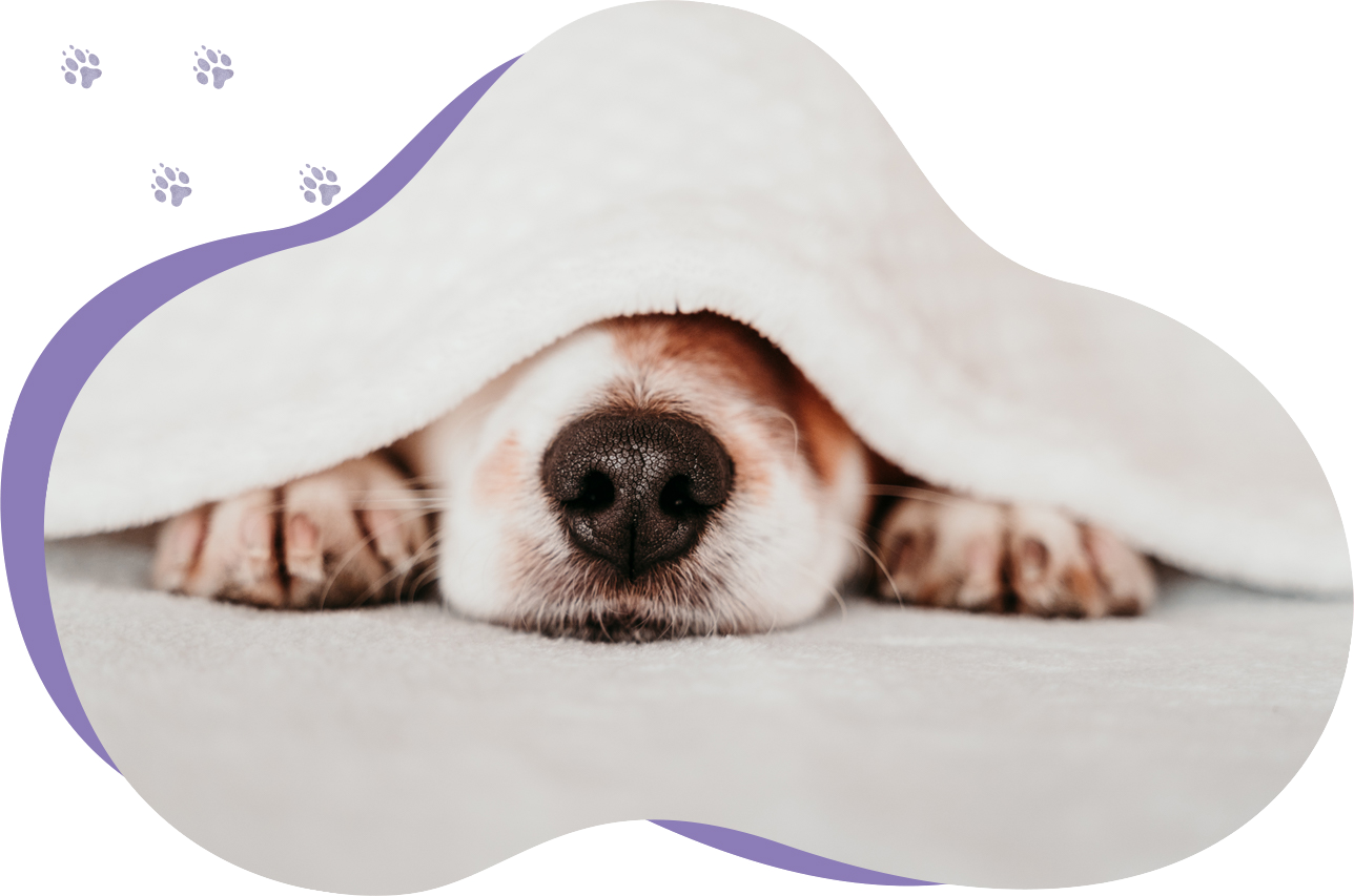 Pas ispod jastuka